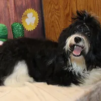 Malika, a male Havanese for sale in Greenville, TX – Photo 4 of 6