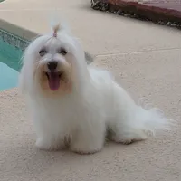 Savy, a female Havanese for sale in Greenville, TX – Photo 3 of 3