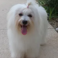 Savy, a female Havanese for sale in Greenville, TX – Photo 1 of 3