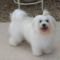 Savy, a female Havanese for sale in Greenville, TX – Photo 2 of 3