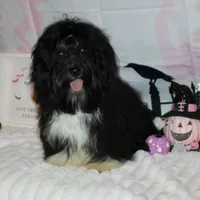 Blaine, a male Havanese for sale in Greenville, TX – Photo 4 of 10