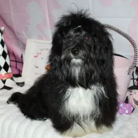 Blaine, a male Havanese for sale in Greenville, TX – Photo 1 of 10