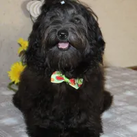 Blaine, a male Havanese for sale in Greenville, TX – Photo 10 of 10