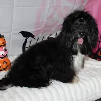 Blaine, a male Havanese for sale in Greenville, TX – Photo 6 of 10