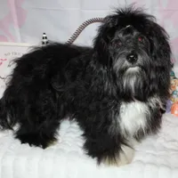 Blaine, a male Havanese for sale in Greenville, TX – Photo 8 of 10