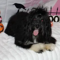 Blaine, a male Havanese for sale in Greenville, TX – Photo 3 of 10