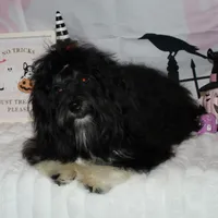 Blaine, a male Havanese for sale in Greenville, TX – Photo 2 of 10