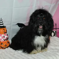 Blaine, a male Havanese for sale in Greenville, TX – Photo 5 of 10