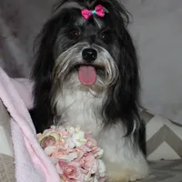 Blaine, a male Havanese for sale in Greenville, TX – Photo 9 of 10