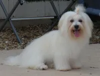 Archer, a male Havanese for sale in Greenville, TX – Photo 9 of 10