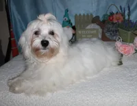 Archer, a male Havanese for sale in Greenville, TX – Photo 6 of 10