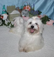 Archer, a male Havanese for sale in Greenville, TX – Photo 8 of 10