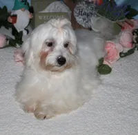 Archer, a male Havanese for sale in Greenville, TX – Photo 2 of 10