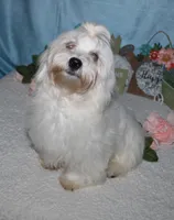 Archer, a male Havanese for sale in Greenville, TX – Photo 4 of 10