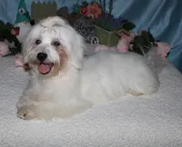 Archer, a male Havanese for sale in Greenville, TX – Photo 7 of 10