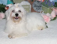 Archer, a male Havanese for sale in Greenville, TX – Photo 3 of 10