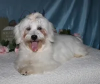 Archer, a male Havanese for sale in Greenville, TX – Photo 5 of 10