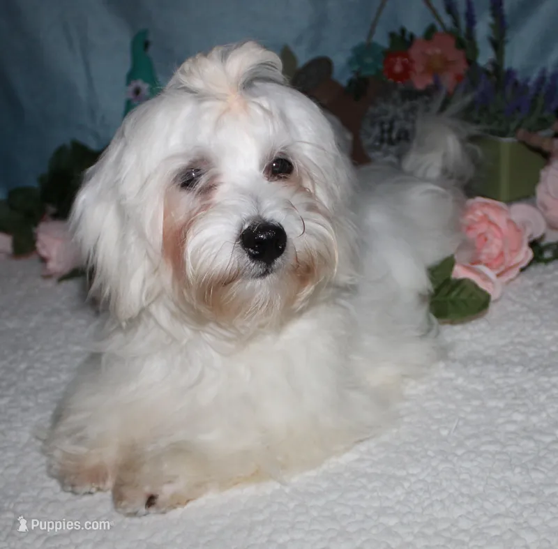 Archer, a male Havanese for sale in Greenville, TX – Photo 1 of 10