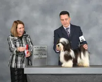 Archer, a male Havanese for sale in Greenville, TX – Photo 10 of 10