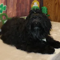 Eriq, a male Havanese for sale in Greenville, TX – Photo 3 of 7