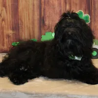 Eriq, a male Havanese for sale in Greenville, TX – Photo 5 of 7