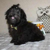 Eriq, a male Havanese for sale in Greenville, TX – Photo 7 of 7