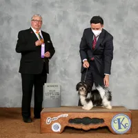 Eriq, a male Havanese for sale in Greenville, TX – Photo 6 of 7