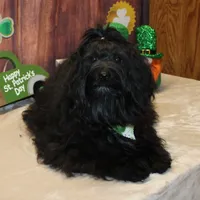 Eriq, a male Havanese for sale in Greenville, TX – Photo 2 of 7