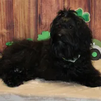 Eriq, a male Havanese for sale in Greenville, TX – Photo 4 of 7