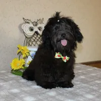 Blake, a male Havanese for sale in Greenville, TX – Photo 10 of 10