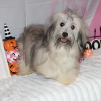 Blake, a male Havanese for sale in Greenville, TX – Photo 1 of 10