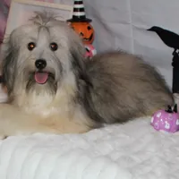 Blake, a male Havanese for sale in Greenville, TX – Photo 7 of 10