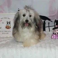 Blake, a male Havanese for sale in Greenville, TX – Photo 2 of 10