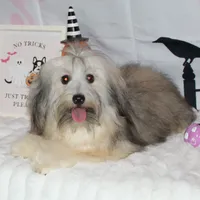 Blake, a male Havanese for sale in Greenville, TX – Photo 3 of 10