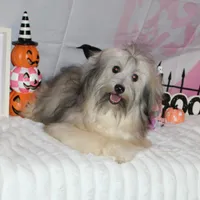 Blake, a male Havanese for sale in Greenville, TX – Photo 4 of 10