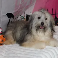 Blake, a male Havanese for sale in Greenville, TX – Photo 6 of 10