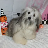 Blake, a male Havanese for sale in Greenville, TX – Photo 8 of 10