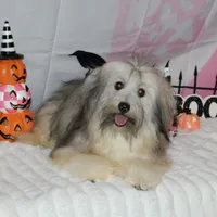 Blake, a male Havanese for sale in Greenville, TX – Photo 5 of 10