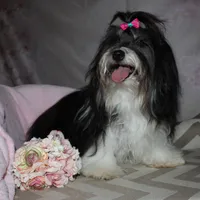 Blythe, a female Havanese for sale in Greenville, TX – Photo 9 of 10
