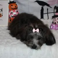 Blythe, a female Havanese for sale in Greenville, TX – Photo 8 of 10