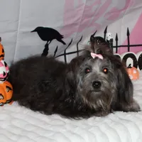 Blythe, a female Havanese for sale in Greenville, TX – Photo 5 of 10