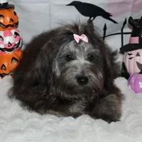 Blythe, a female Havanese for sale in Greenville, TX – Photo 6 of 10