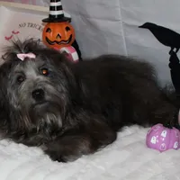 Blythe, a female Havanese for sale in Greenville, TX – Photo 4 of 10