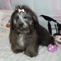 Blythe, a female Havanese for sale in Greenville, TX – Photo 3 of 10