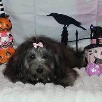 Blythe, a female Havanese for sale in Greenville, TX – Photo 2 of 10