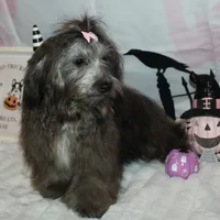 Blythe, a female Havanese for sale in Greenville, TX – Photo 1 of 10
