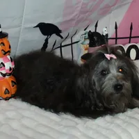 Blythe, a female Havanese for sale in Greenville, TX – Photo 7 of 10