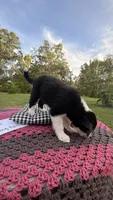 Maxwell, a male Border Collie for sale in Cross City, FL – 2 of 3