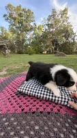 Maybe, a female Border Collie for sale in Cross City, FL – 2 of 3