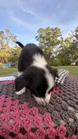 Maxwell, a male Border Collie for sale in Cross City, FL – 3 of 3
